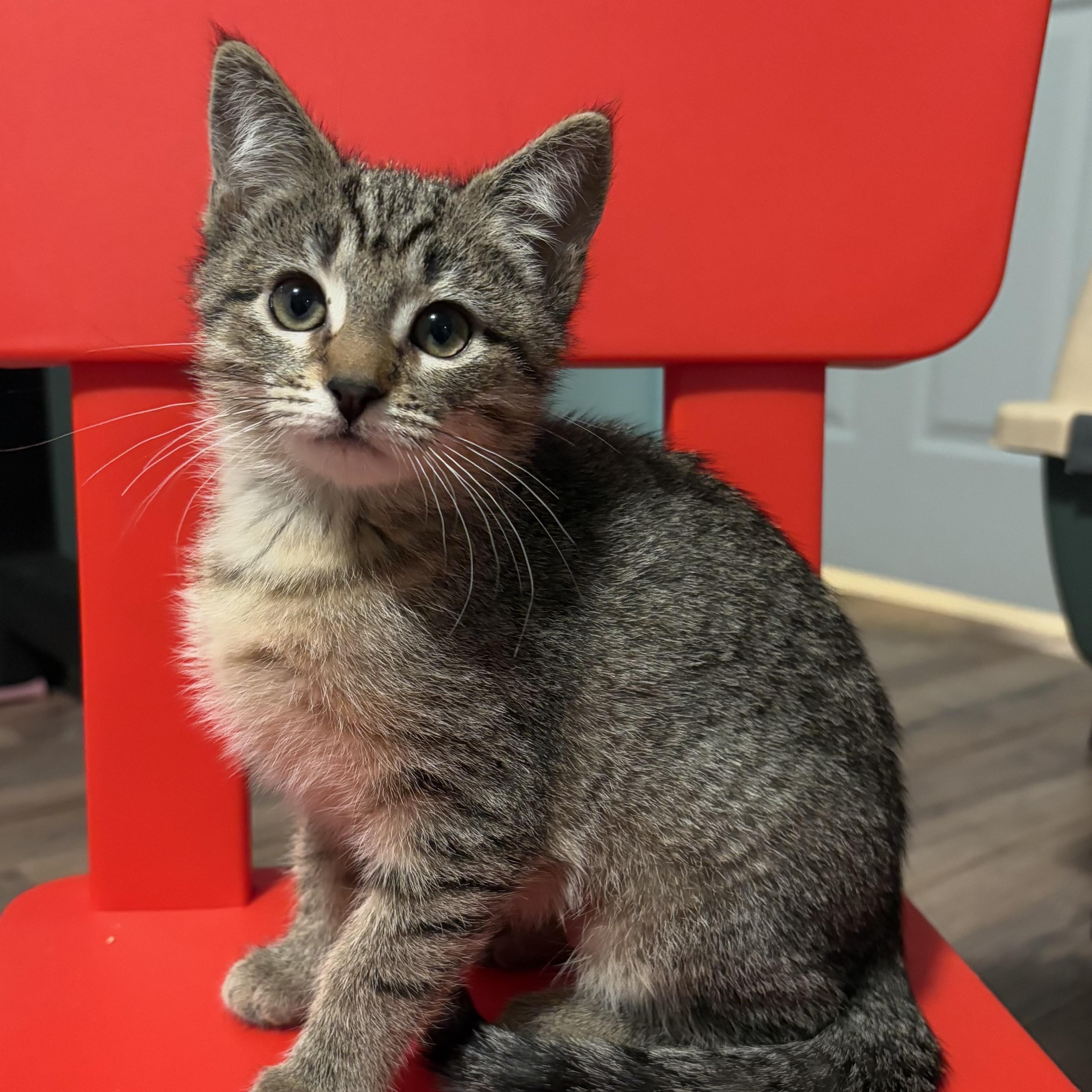 Lady, Adoptable, Kitten Female Domestic Short Hair.