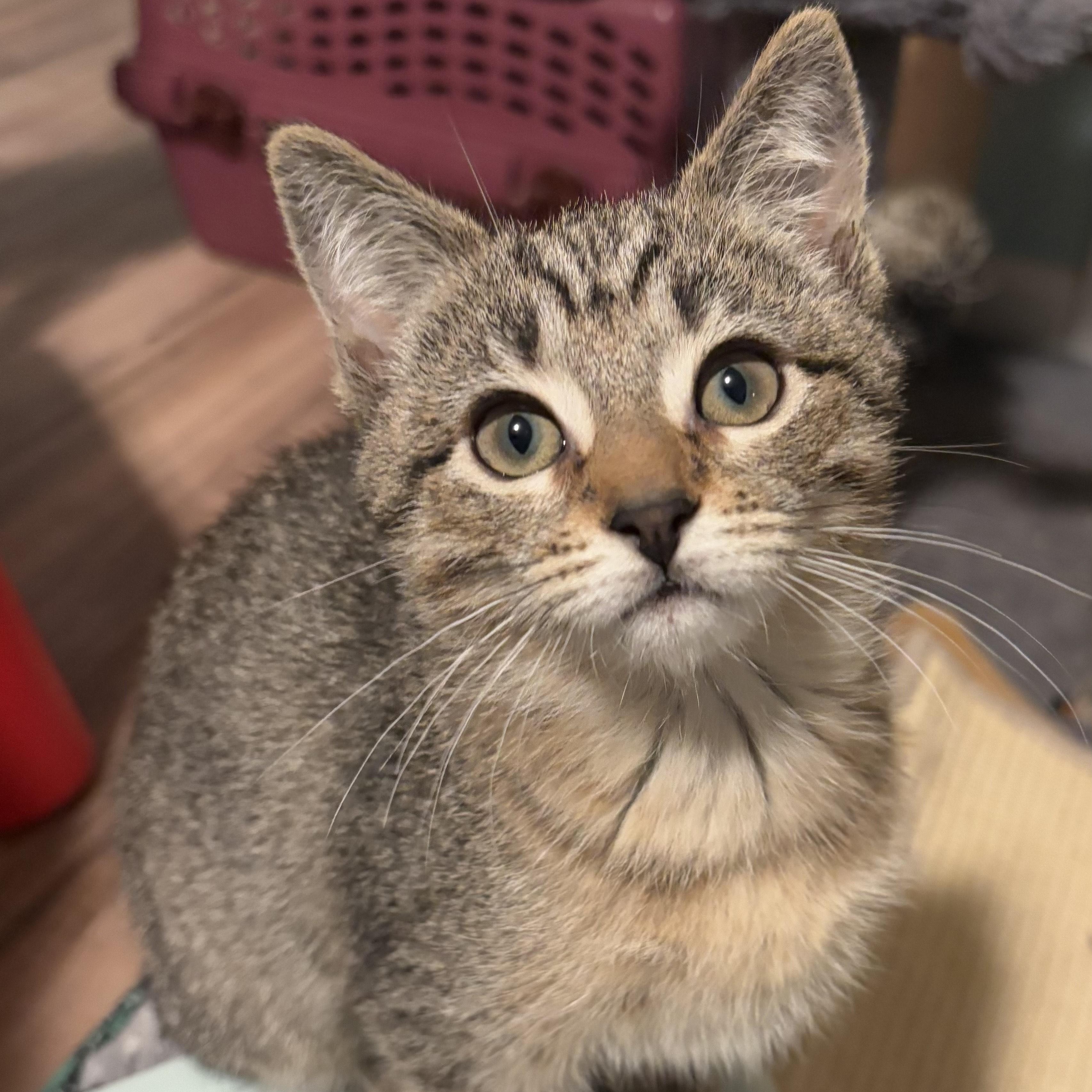 Lady, a Adoptable Domestic Short Hair in Ferndale, WA image 2/2