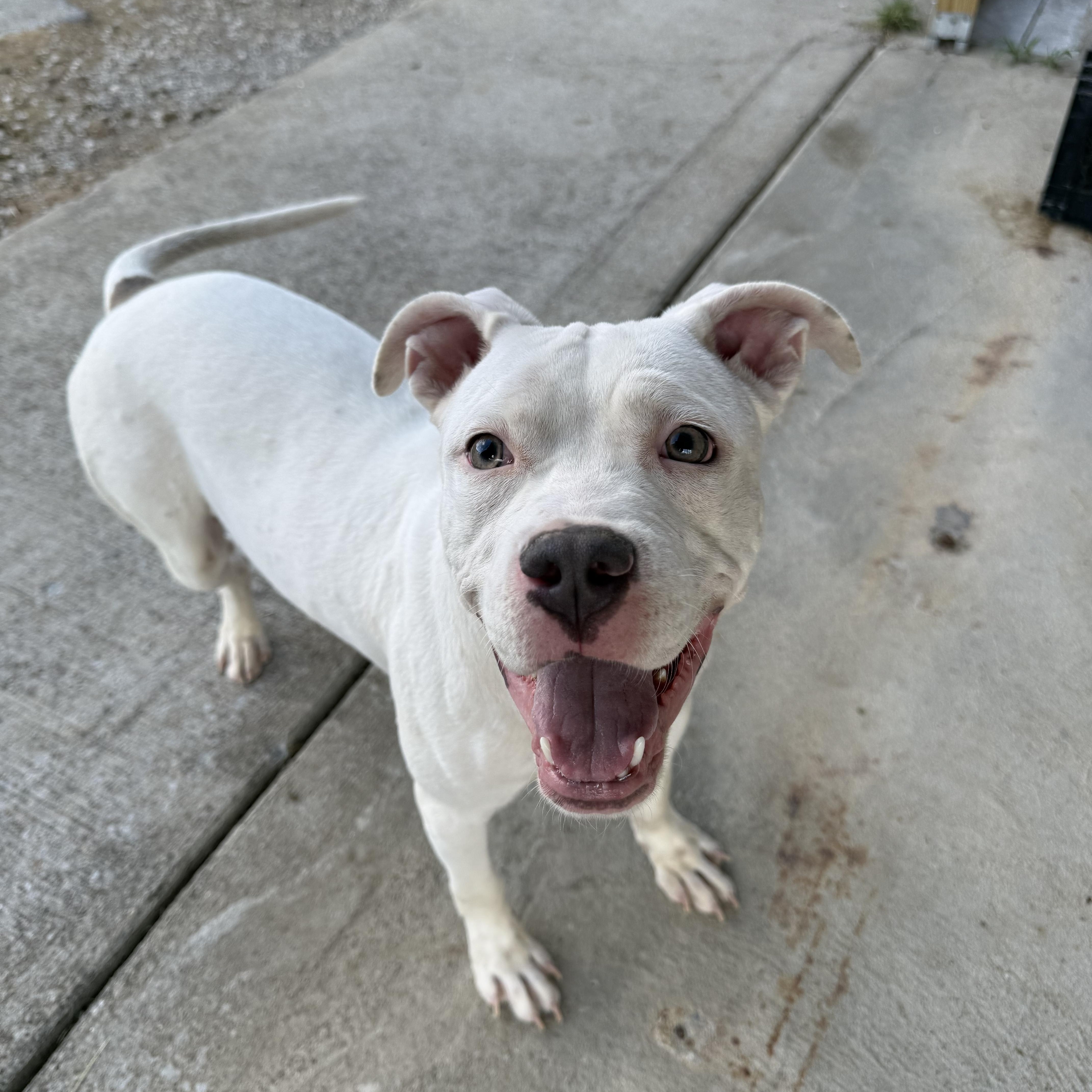 Enlarge Goose, an adopted Staffordshire Bull Terrier in Lewisburg, TN image 1/2