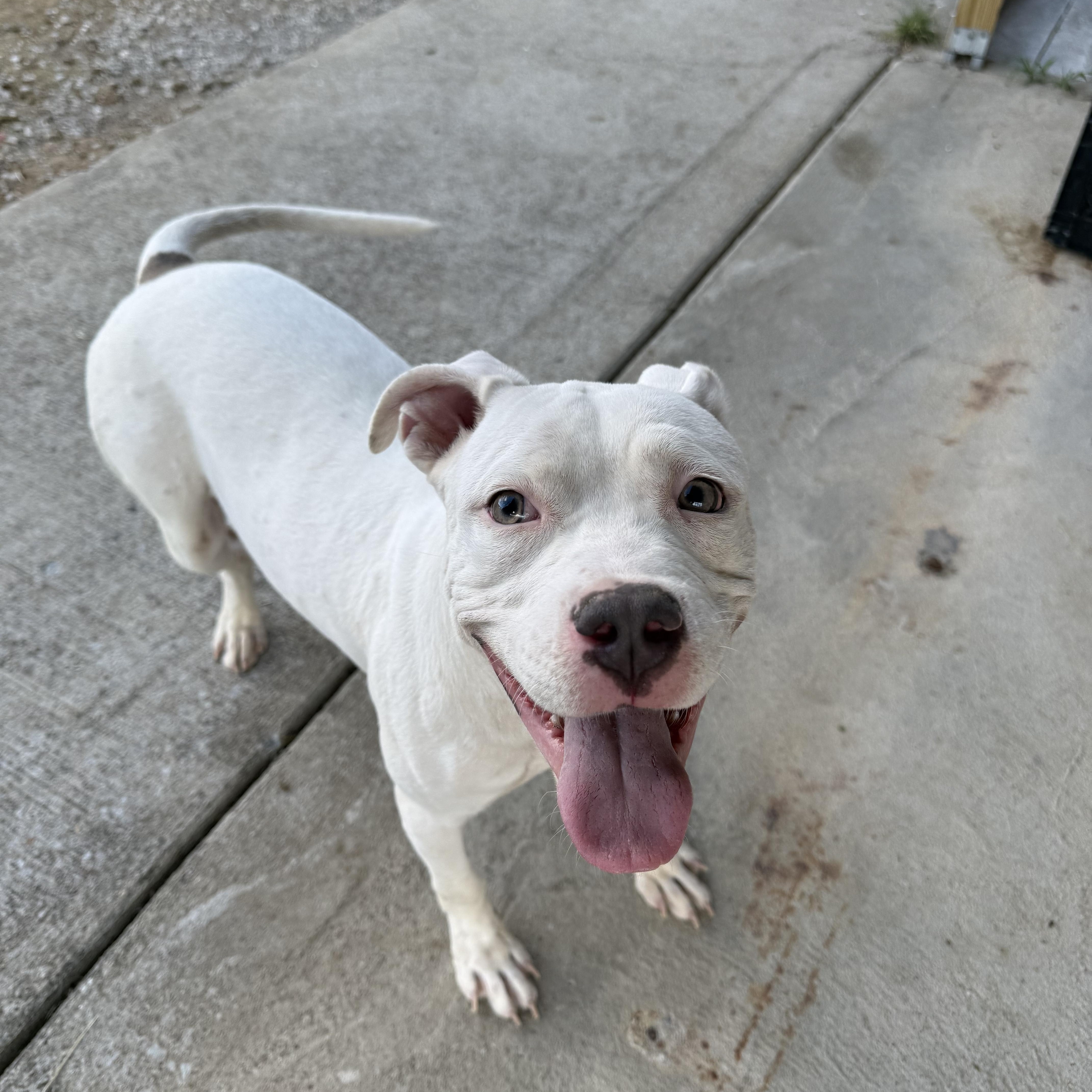 Enlarge Goose, an adopted Staffordshire Bull Terrier in Lewisburg, TN image 2/2