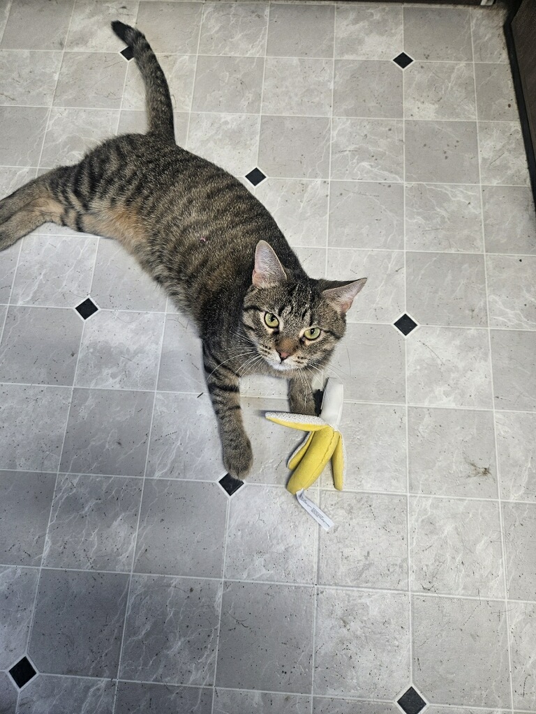 Enlarge Mike, a Adoptable Domestic Short Hair in Highland, IN image 1/1