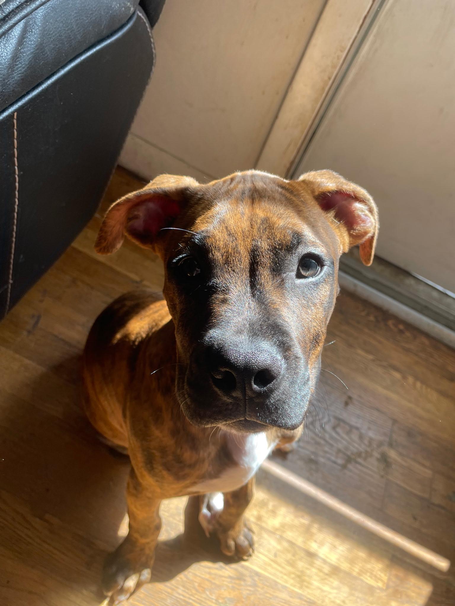 Enlarge Bandit **Community Post**, a ADOPTABLE mixed breed in Floyd, VA image 1/3