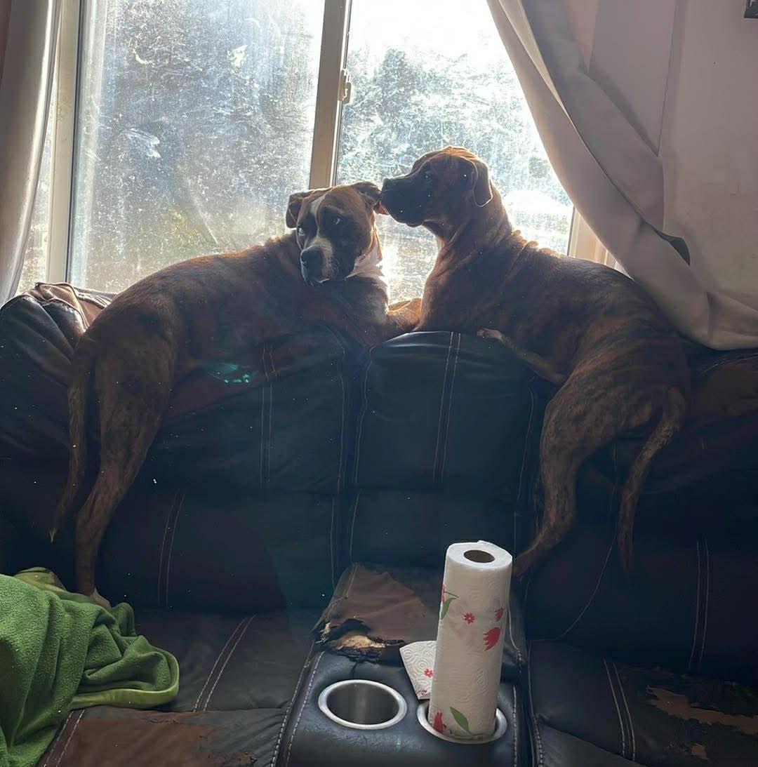 Enlarge Bandit **Community Post**, a ADOPTABLE mixed breed in Floyd, VA image 2/3