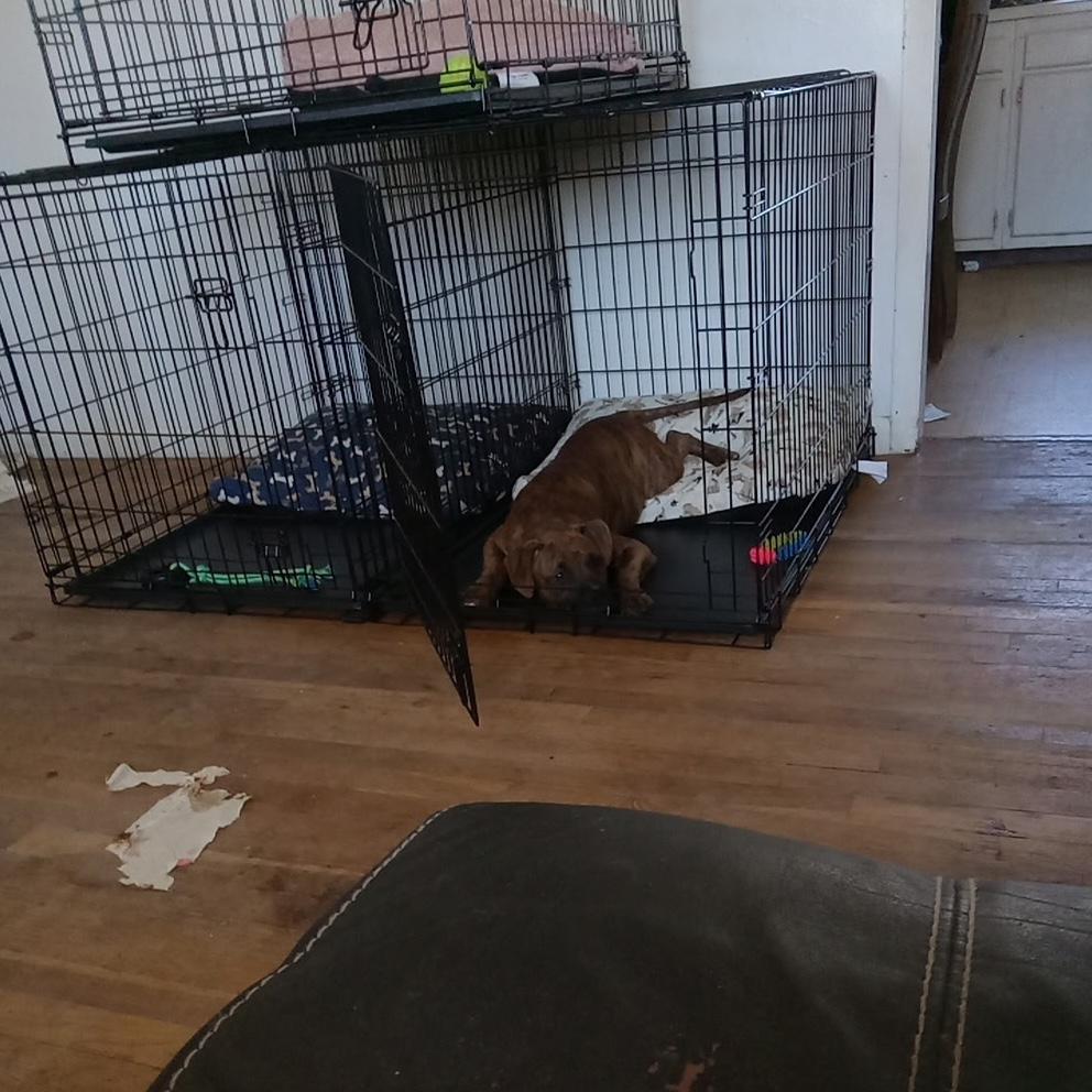 Enlarge Bandit **Community Post**, a ADOPTABLE mixed breed in Floyd, VA image 3/3