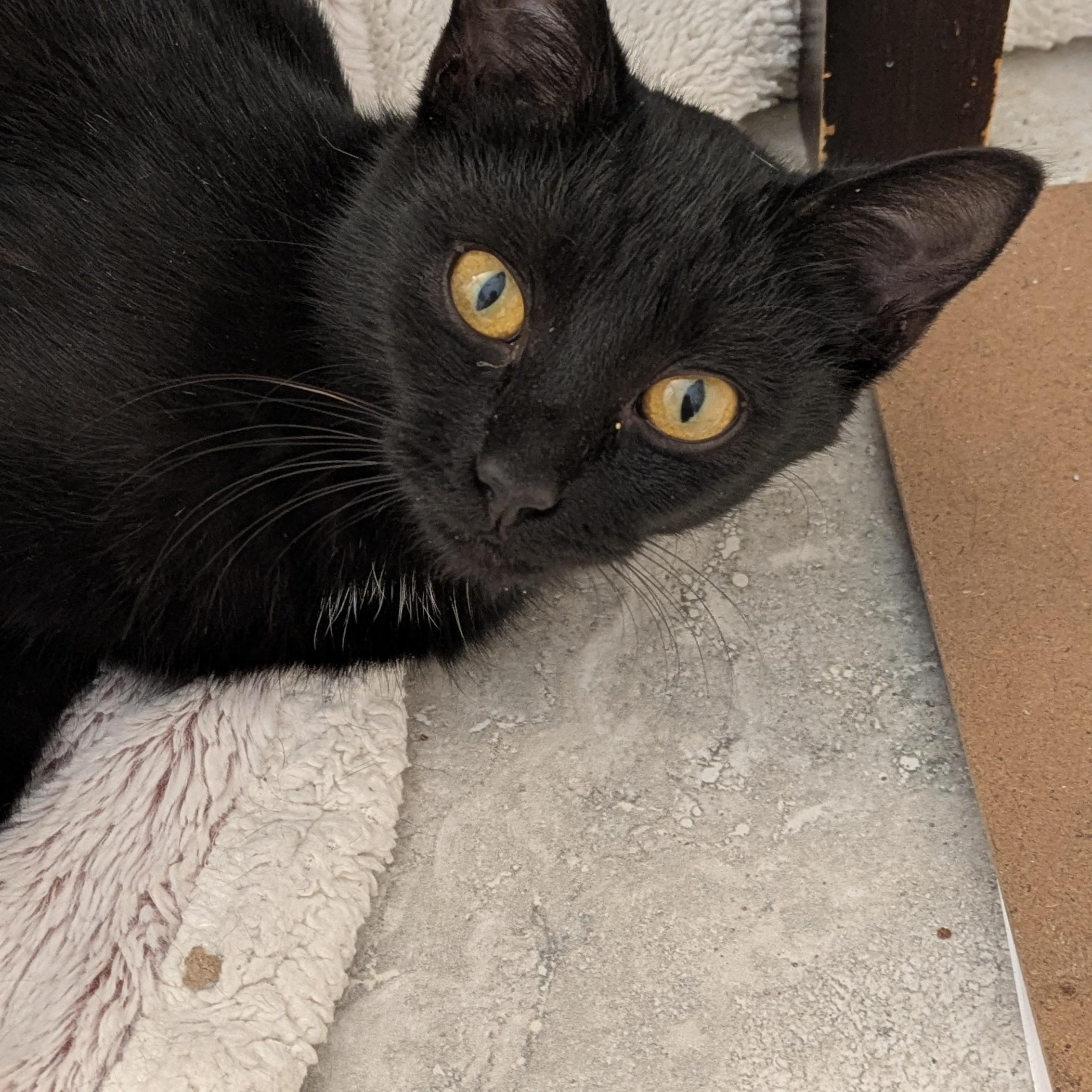 Enlarge Lil Ruthie, a Adoptable mixed breed in Wilmington, NC image 3/6