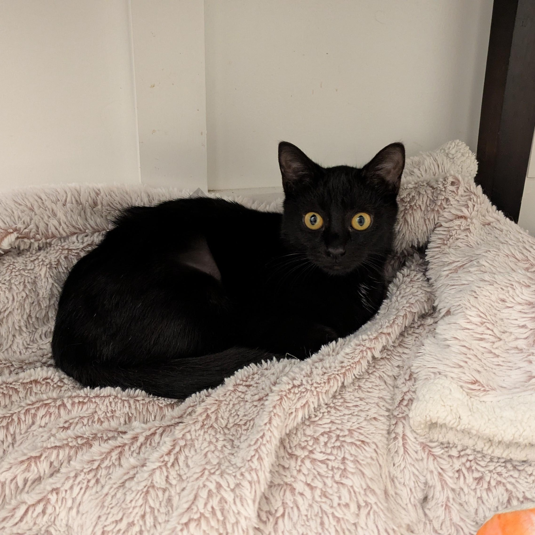 Enlarge Lil Ruthie, a Adoptable mixed breed in Wilmington, NC image 2/6