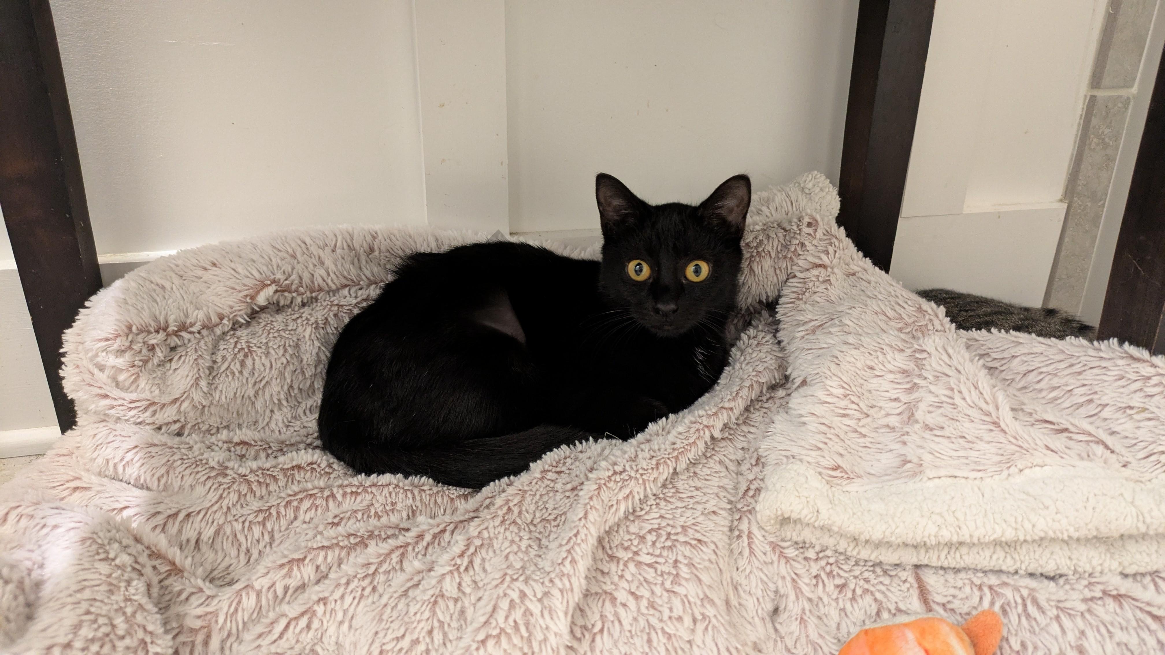 Lil Ruthie, a Adoptable mixed breed in Wilmington, NC image 2/6