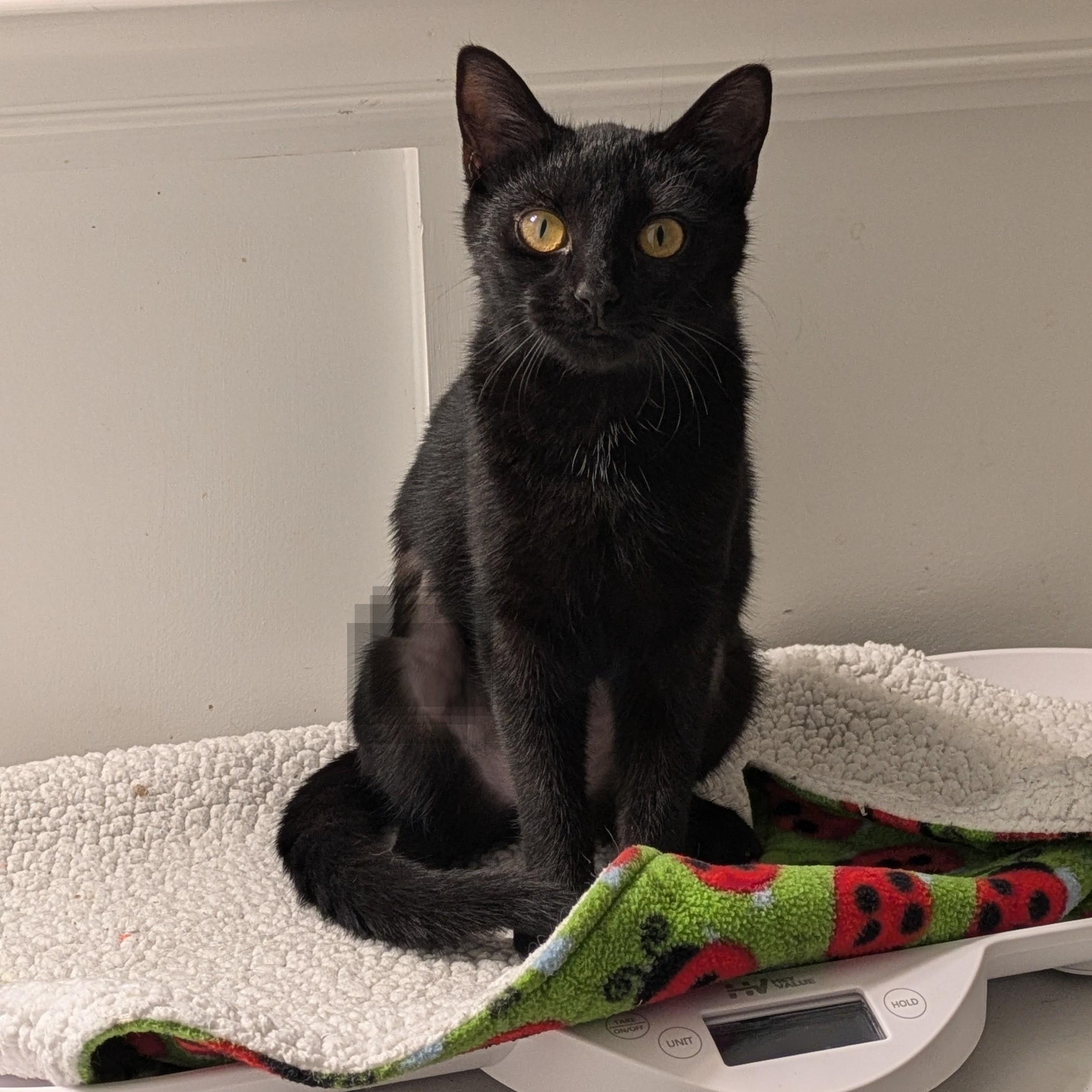 Enlarge Lil Ruthie, a Adoptable mixed breed in Wilmington, NC image 4/6