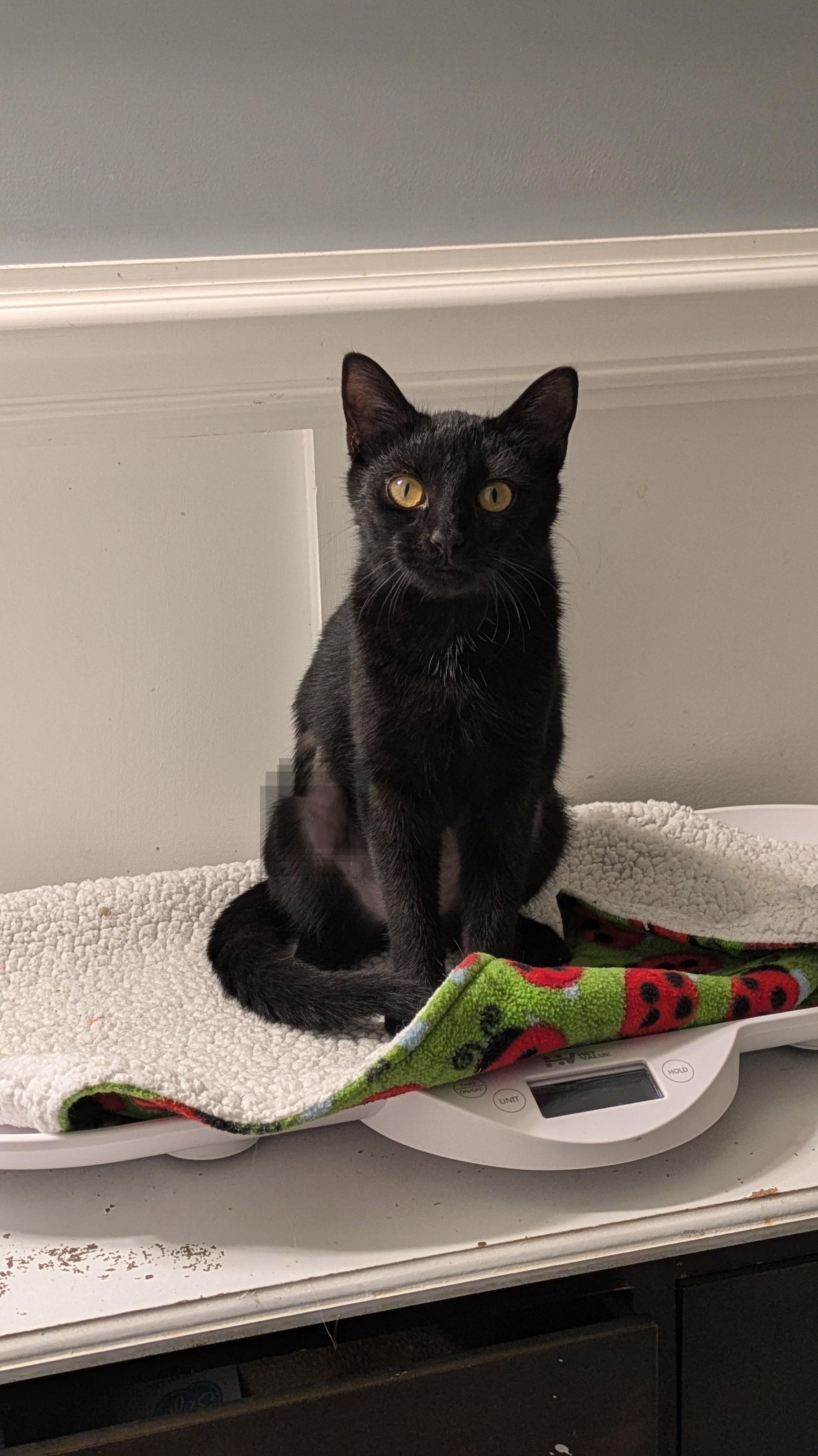 Lil Ruthie, a Adoptable mixed breed in Wilmington, NC image 3/6