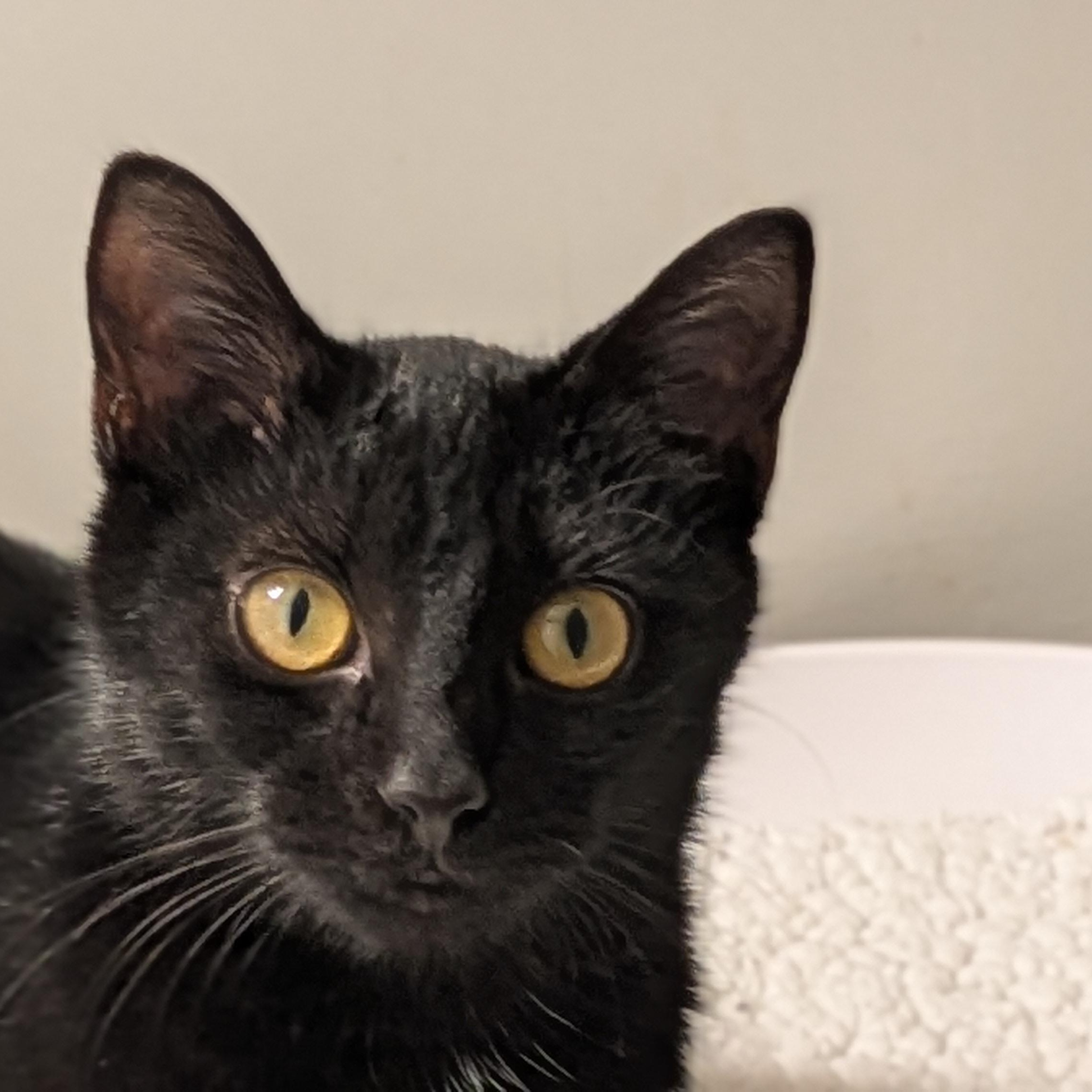 Enlarge Lil Ruthie, a Adoptable mixed breed in Wilmington, NC image 1/6