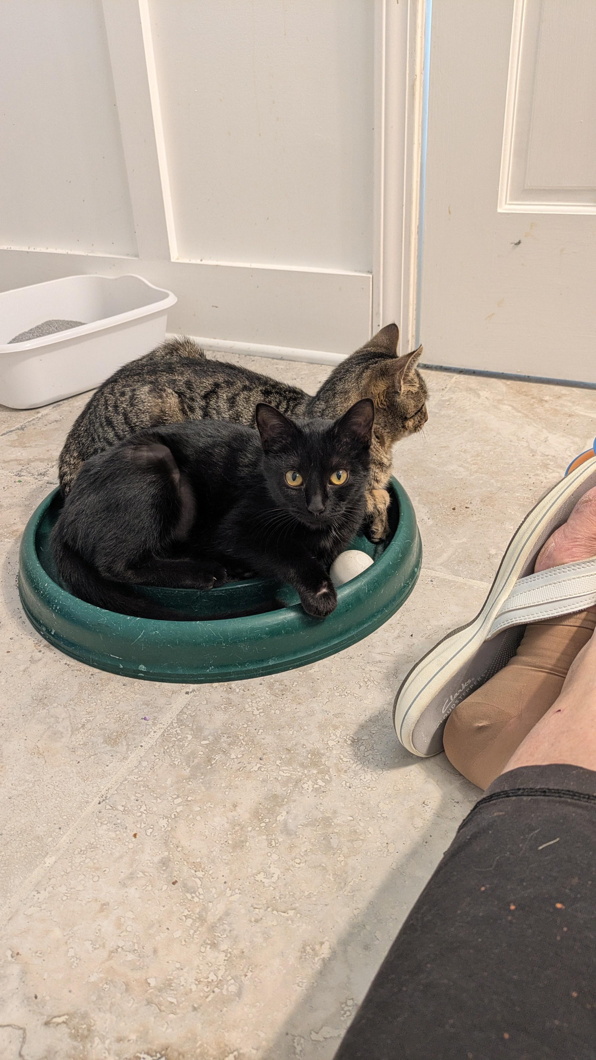 Lil Ruthie, a Adoptable mixed breed in Wilmington, NC image 5/6