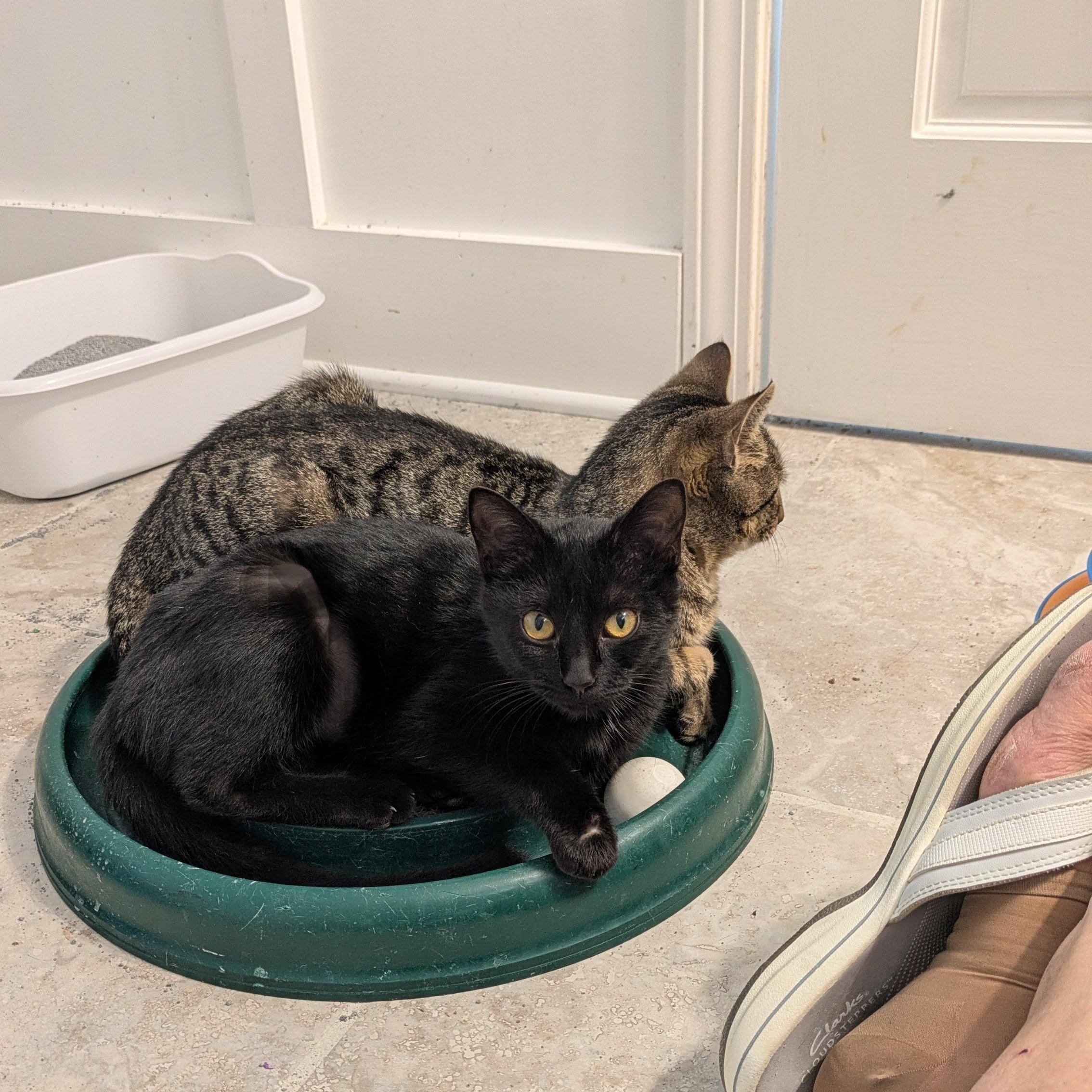 Enlarge Lil Ruthie, a Adoptable mixed breed in Wilmington, NC image 5/6