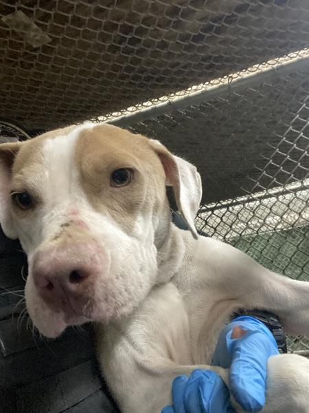 Enlarge Minnie, a Adoptable mixed breed in Victorville, CA image 1/1