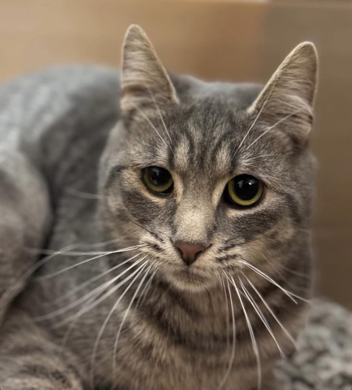 Karter, Adoptable, Young Male Domestic Short Hair.