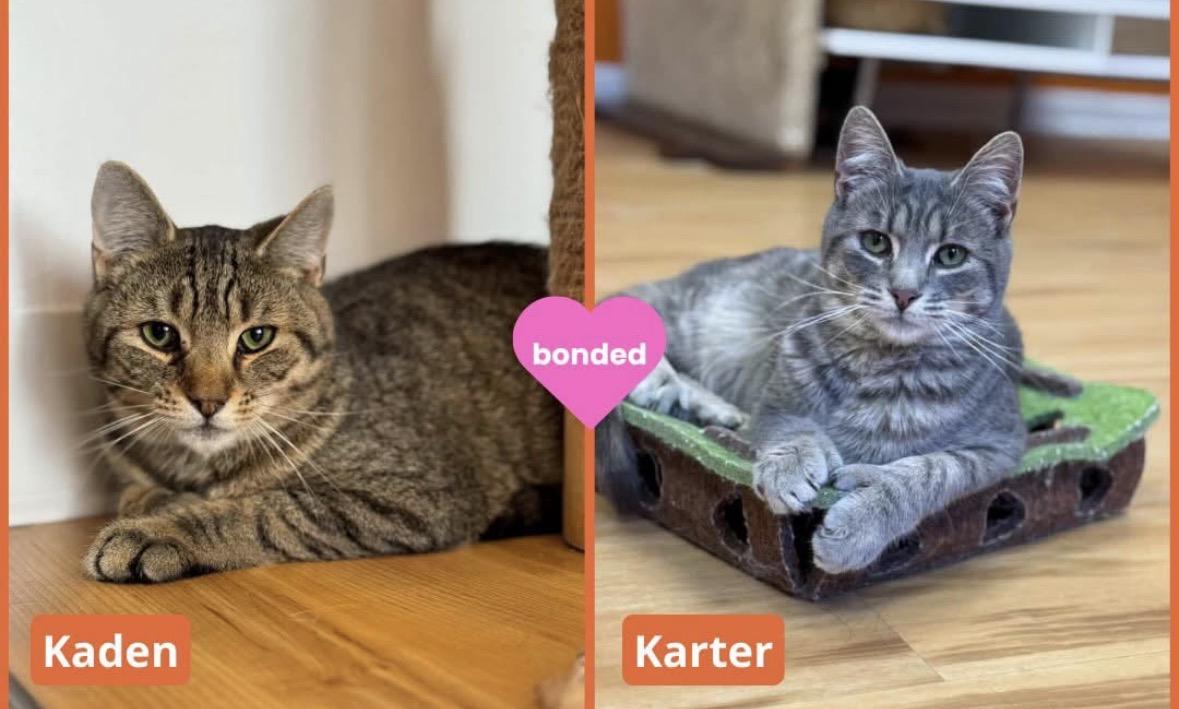 Karter and Kaden, Adoptable, Young Male Domestic Short Hair.