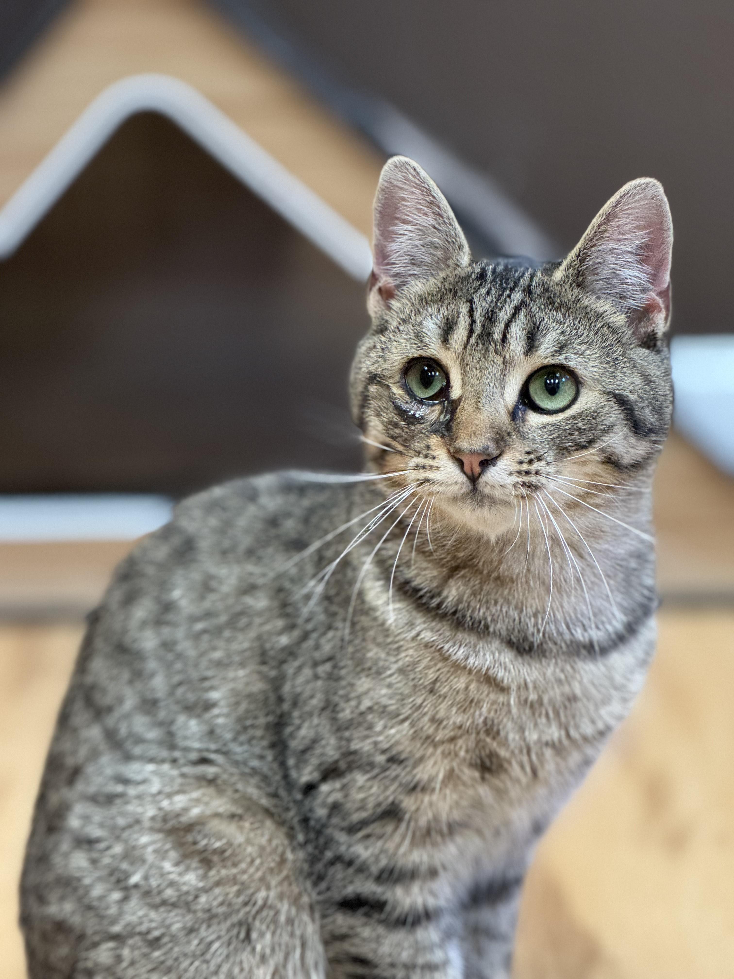 Enlarge Karter and Kaden, a Adoptable Domestic Short Hair in New Haven, CT image 2/2