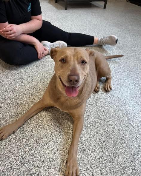 Enlarge Kimber, a Adoptable mixed breed in Lexington, KY image 1/6