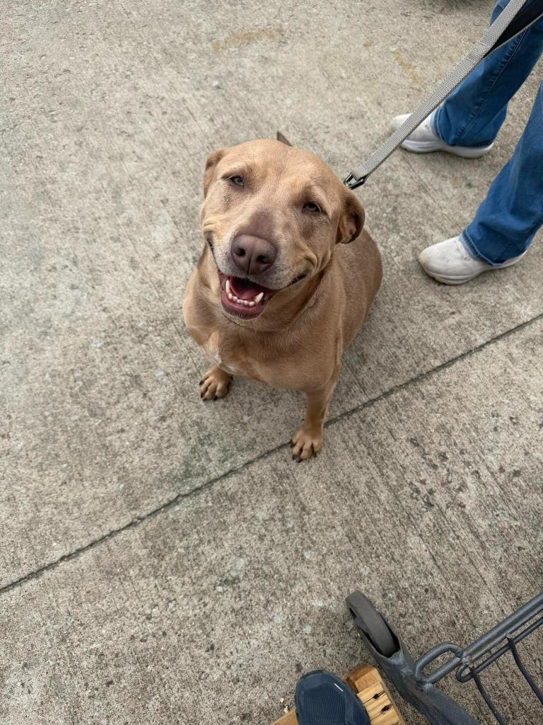 Enlarge Kimber, a Adoptable mixed breed in Lexington, KY image 2/6