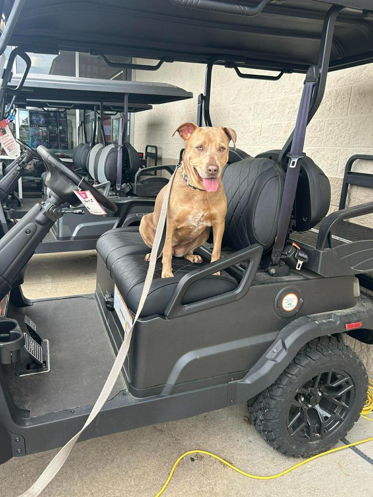 Enlarge Kimber, a Adoptable mixed breed in Lexington, KY image 3/6