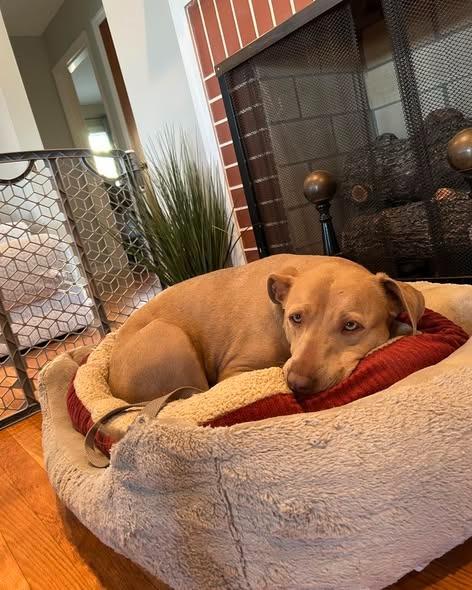 Enlarge Kimber, a Adoptable mixed breed in Lexington, KY image 4/6