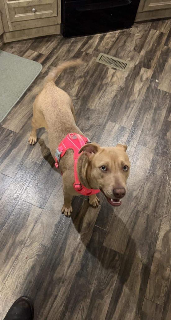 Enlarge Kimber, a Adoptable mixed breed in Lexington, KY image 5/6