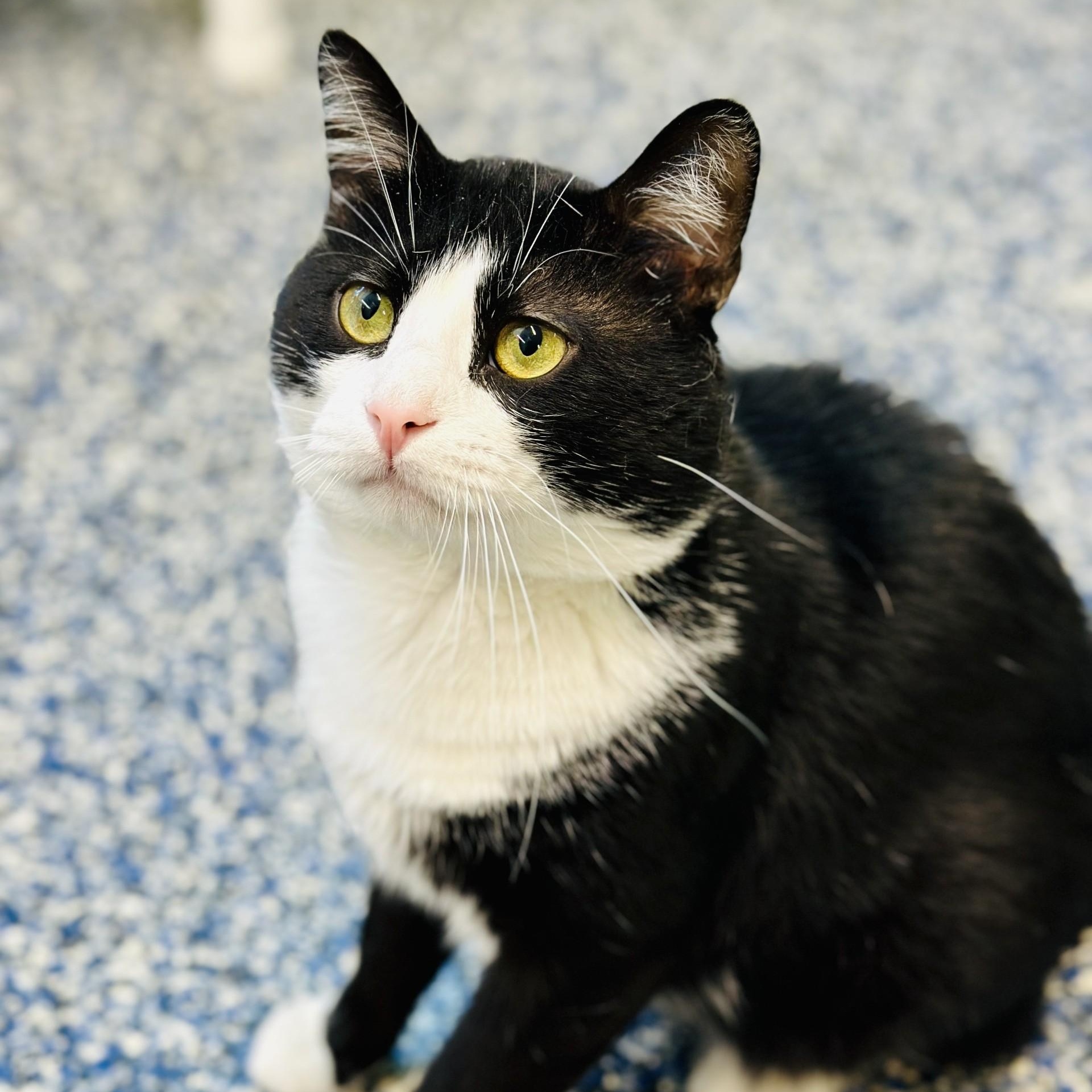 Cheeks, an adopted Domestic Short Hair in Jackson, NJ image 2/3