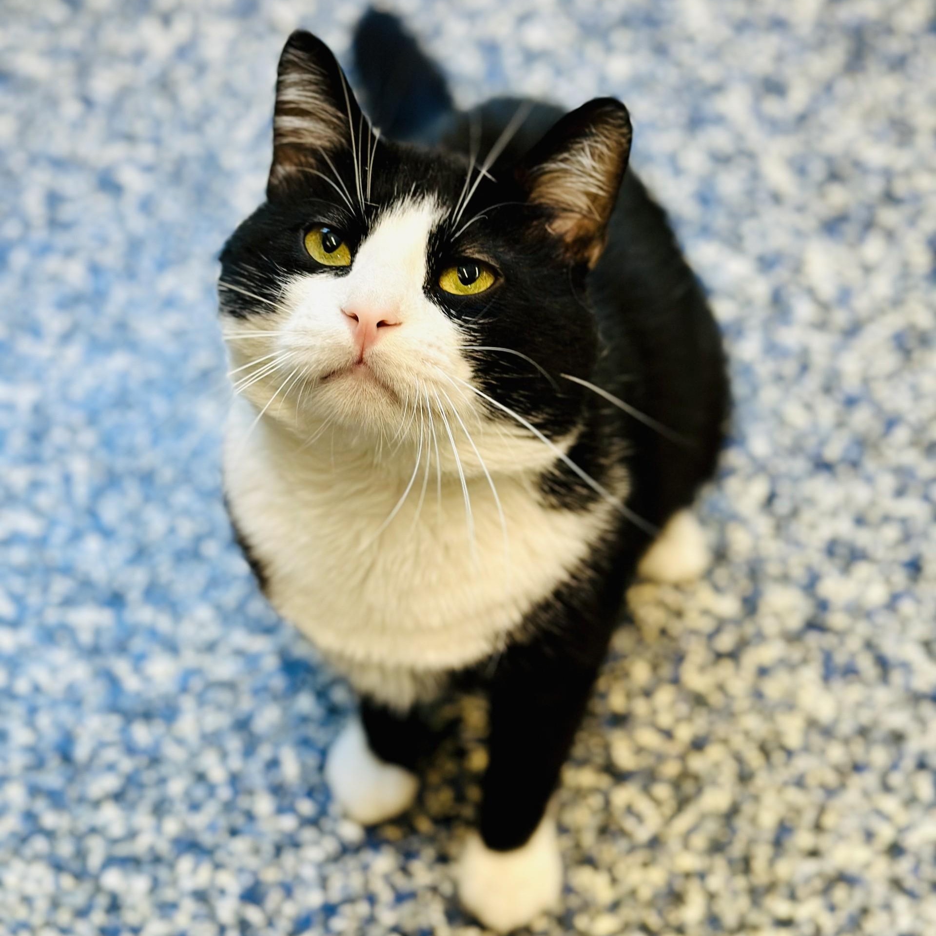 Cheeks, an adopted Domestic Short Hair in Jackson, NJ image 3/3
