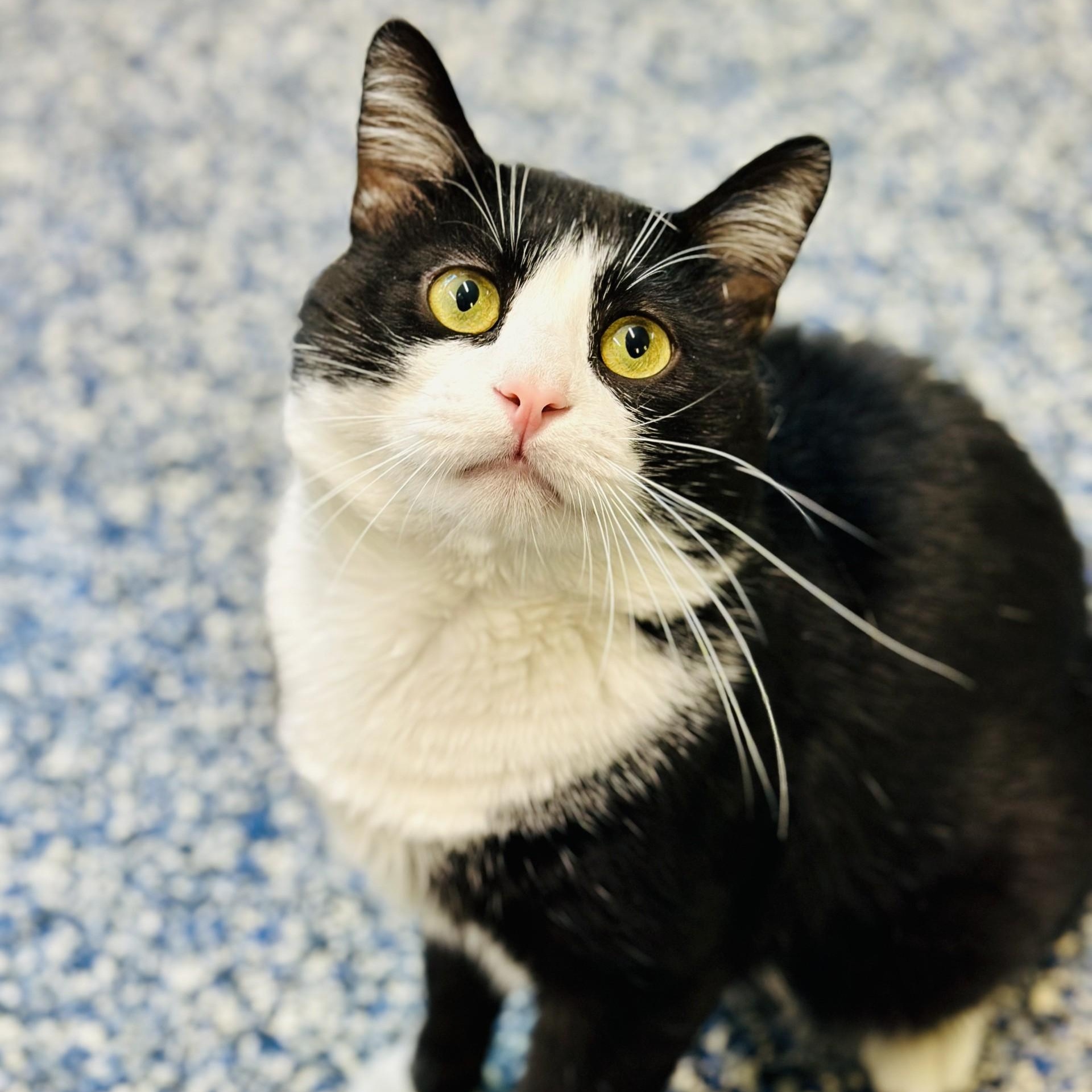 Cheeks, an adopted Domestic Short Hair in Jackson, NJ image 1/3