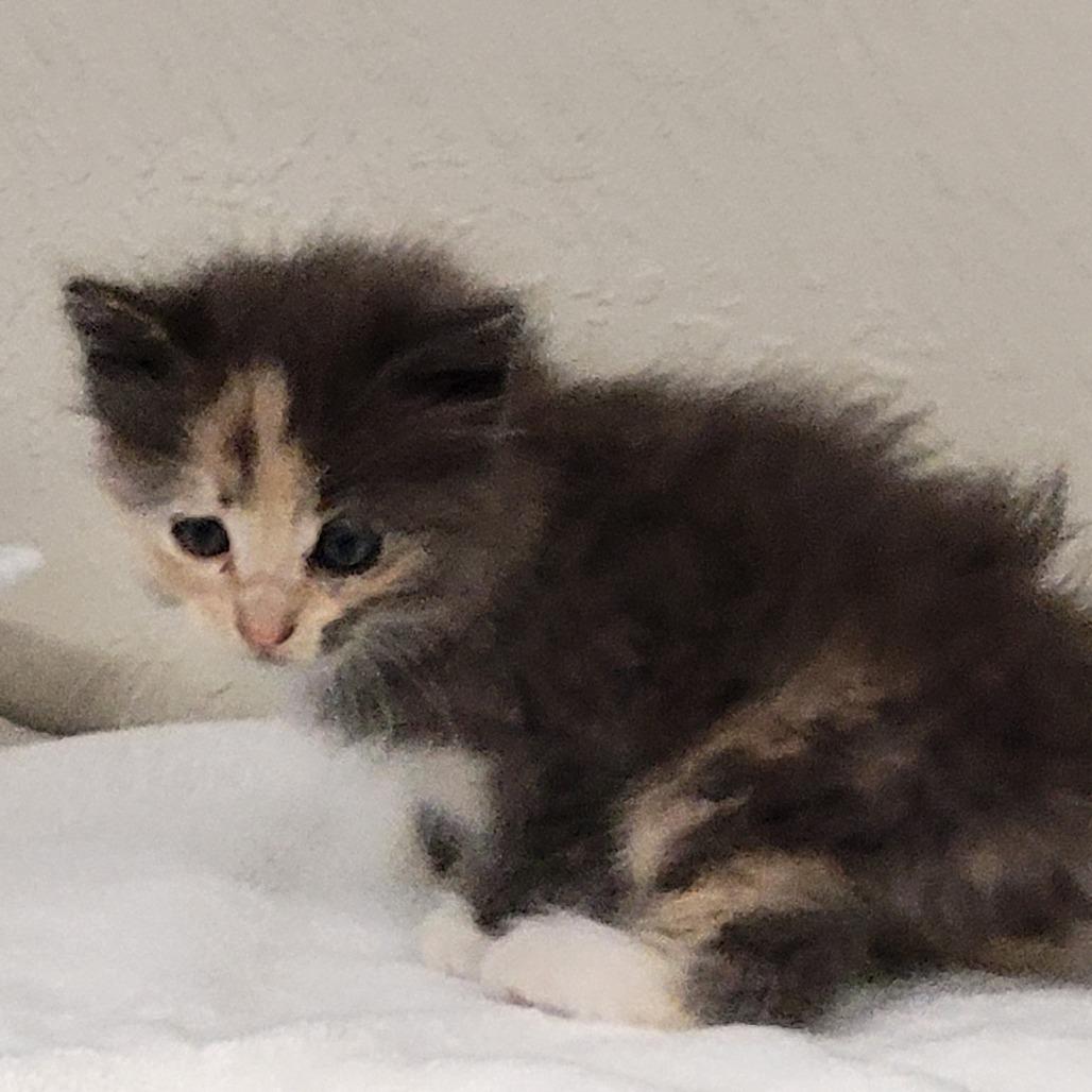 STARLIGHT, Adoptable, Kitten Female Domestic Long Hair.