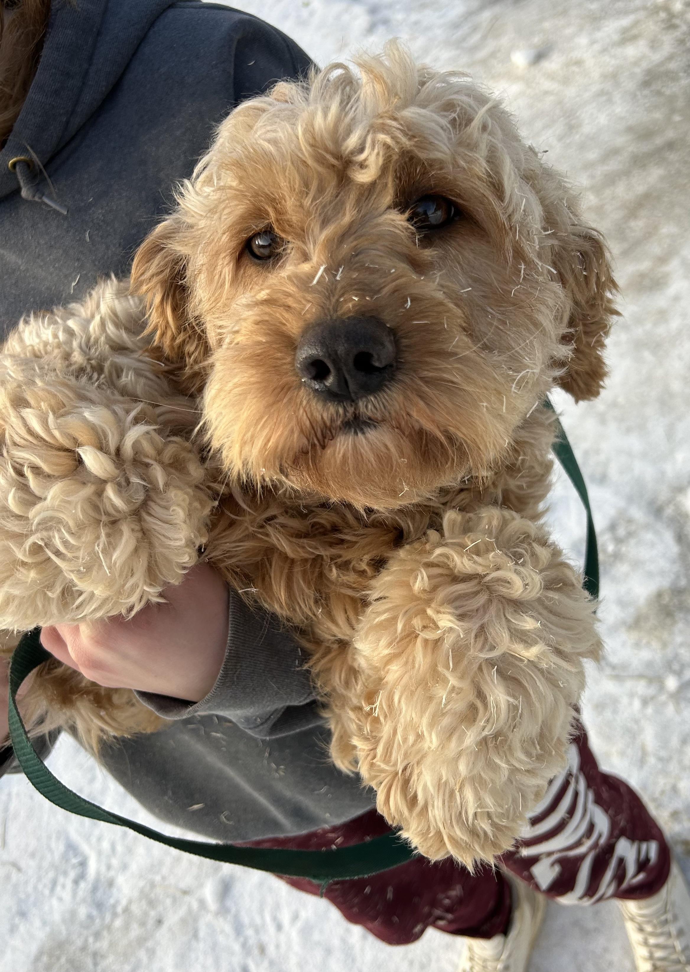 Enlarge Happy, a Adoptable Goldendoodle in Glenwood City, WI image 1/3
