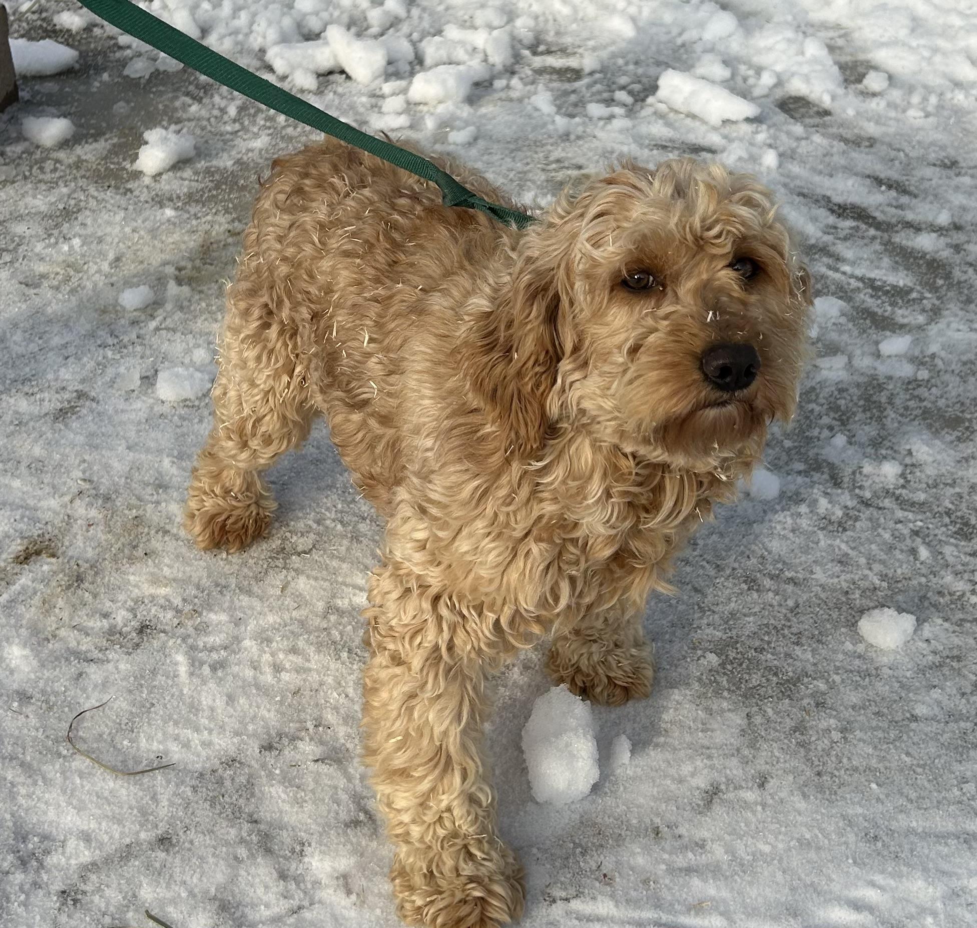 Enlarge Happy, a Adoptable Goldendoodle in Glenwood City, WI image 2/3