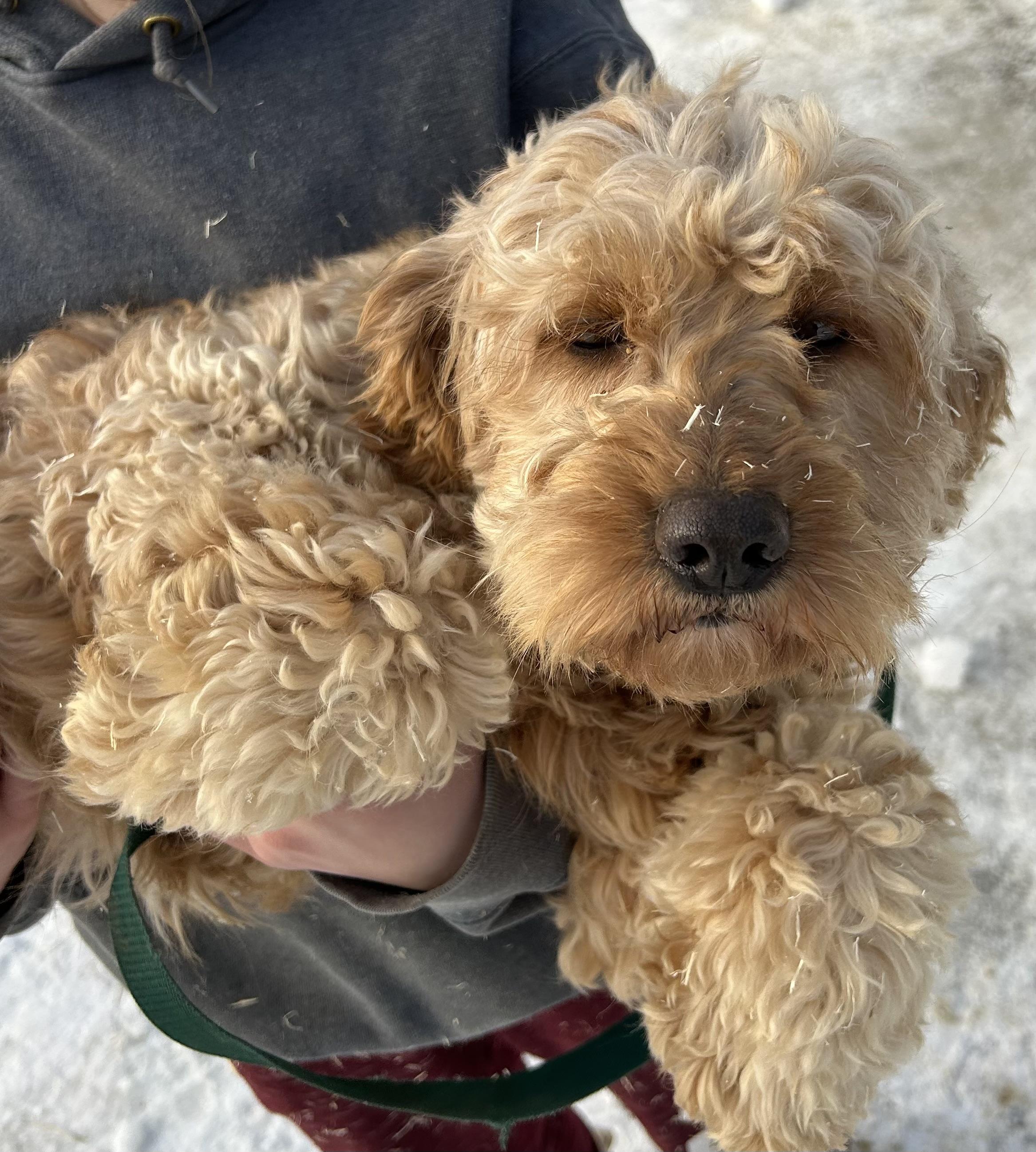 Enlarge Happy, a Adoptable Goldendoodle in Glenwood City, WI image 3/3