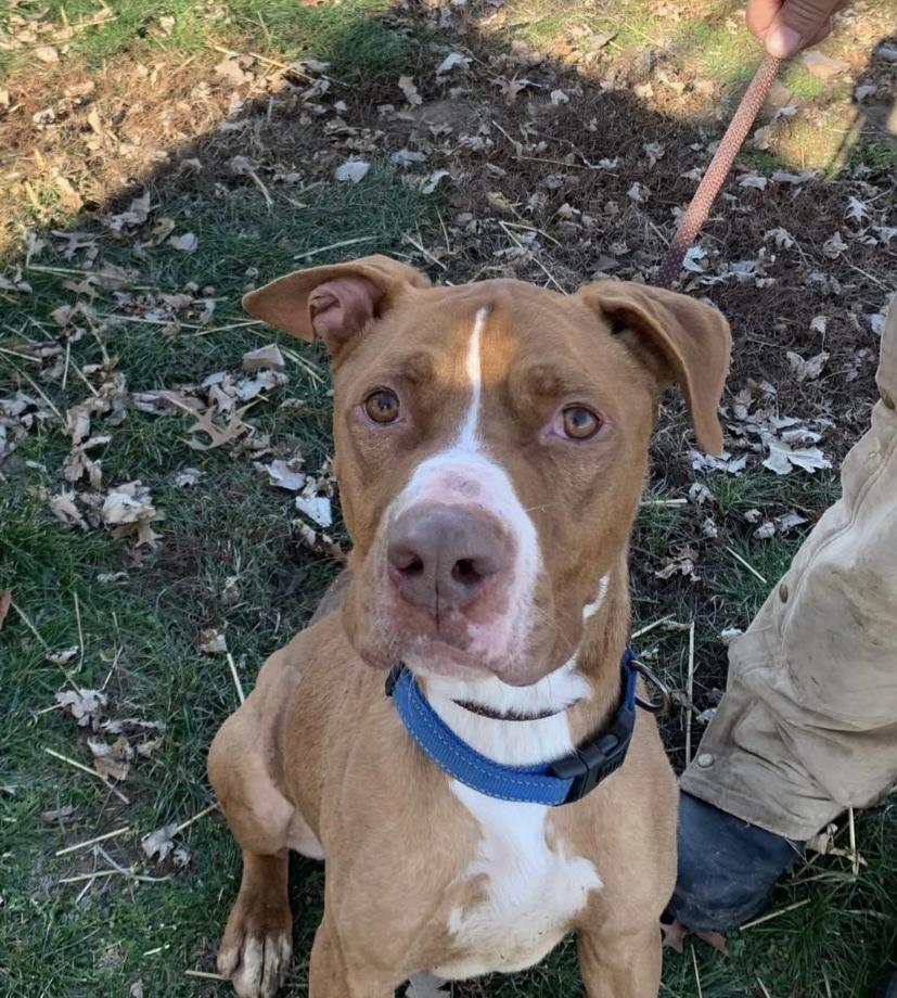 Enlarge Seven +, a Adoptable mixed breed in Fort Madison, IA image 1/1