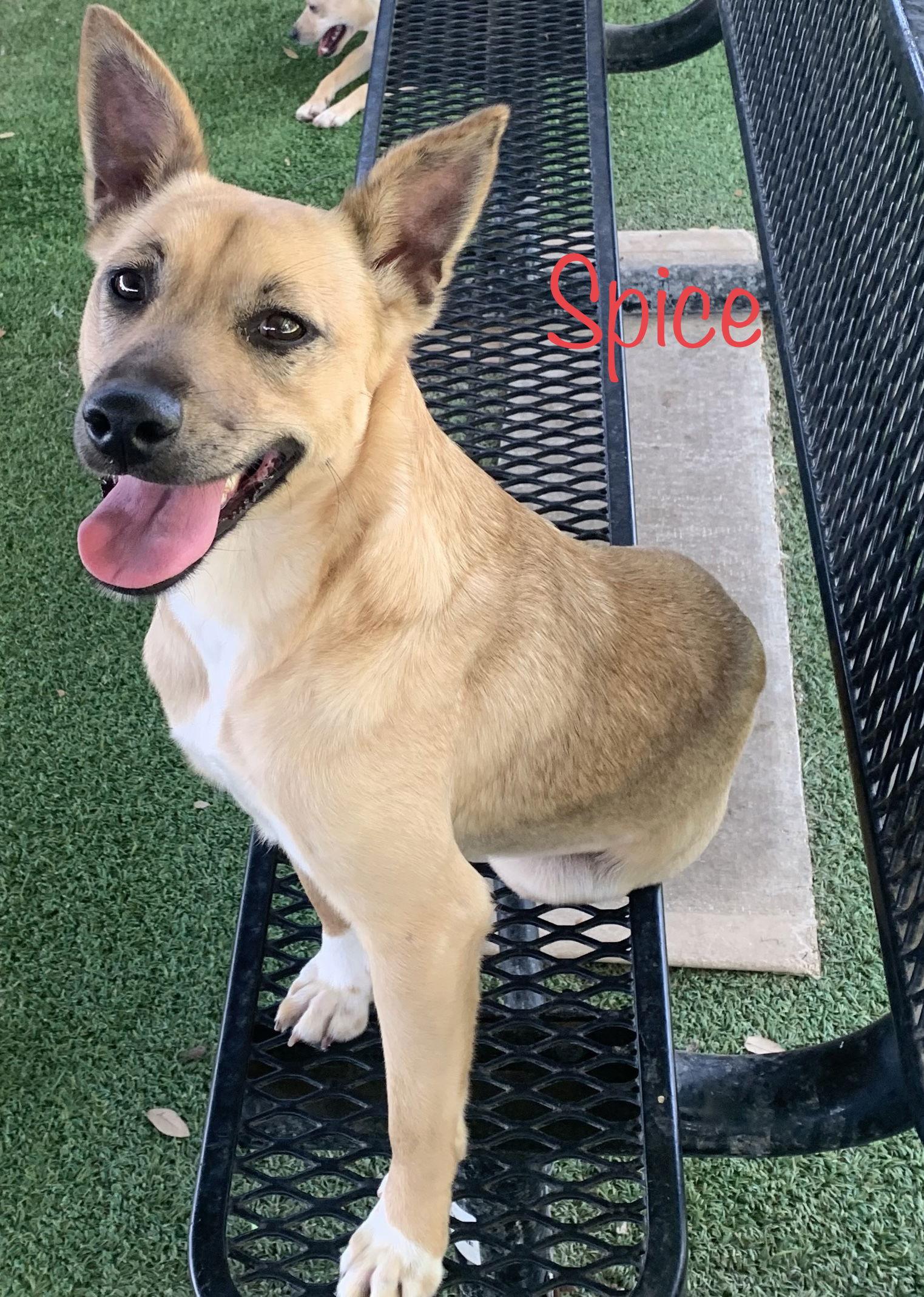 Spice, Adoptable, Adult Female Terrier.