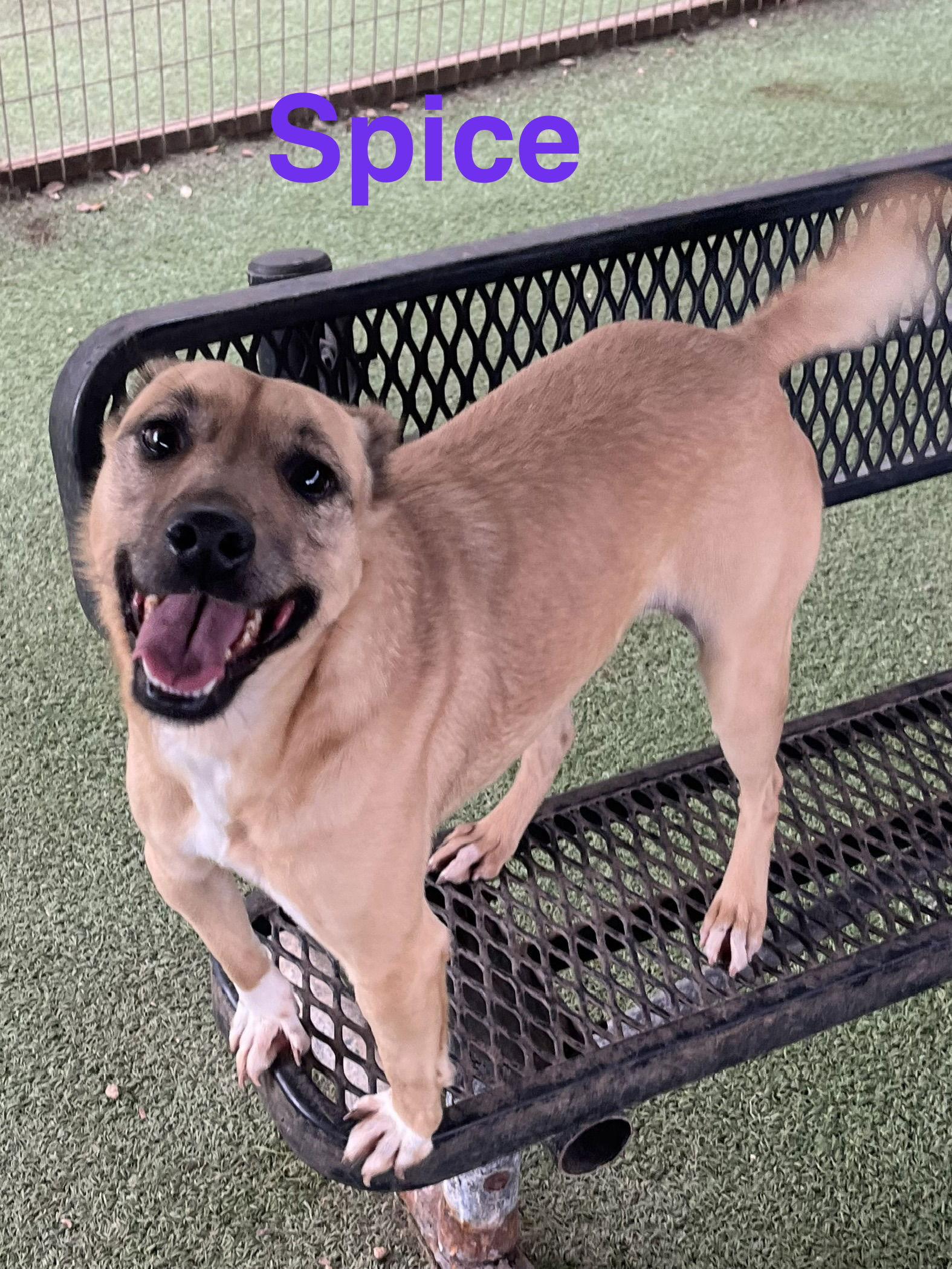 Spice, a Adoptable Terrier in Pipe Creek, TX image 3/3