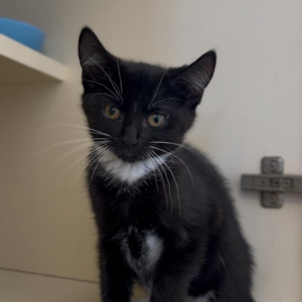 Bella, a Adoptable Domestic Short Hair in Marysville, OH image 1/2