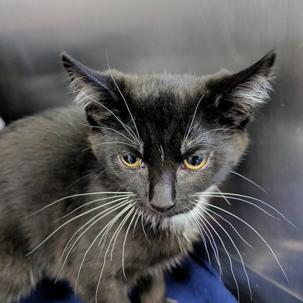 Bella, a Adoptable Domestic Short Hair in Marysville, OH image 2/2
