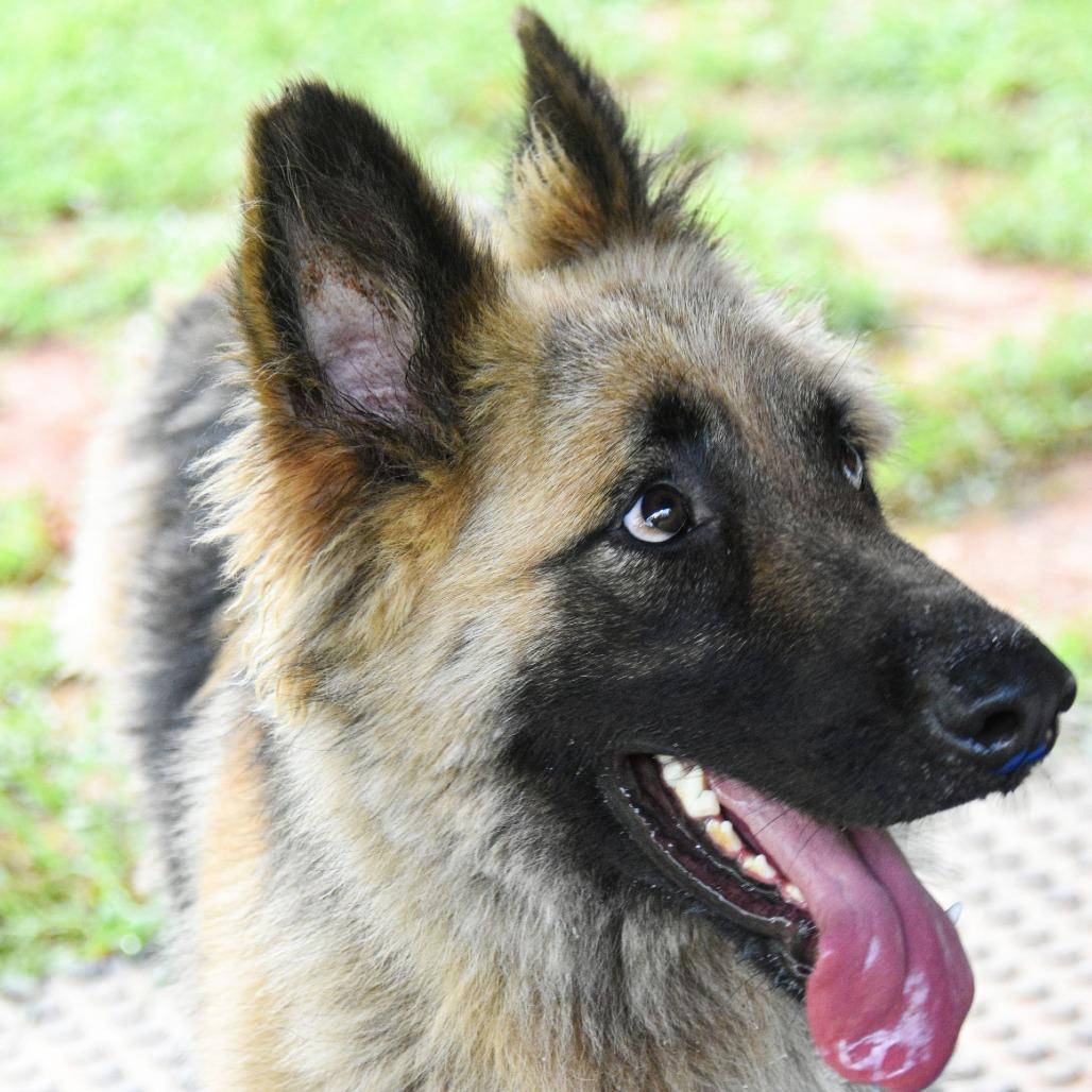 Storm, Adoptable, Adult Male German Shepherd Dog.