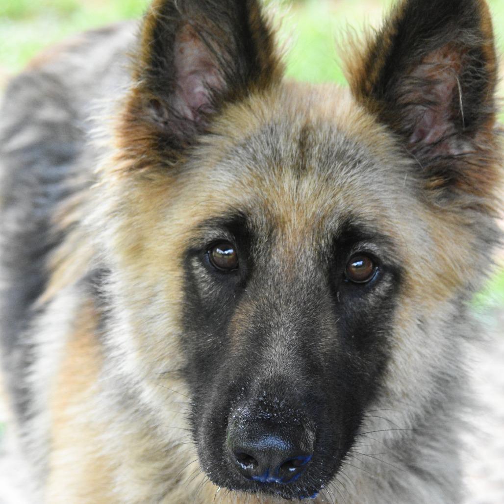 Enlarge Storm, a Adoptable German Shepherd Dog in Columbus, NC image 2/6