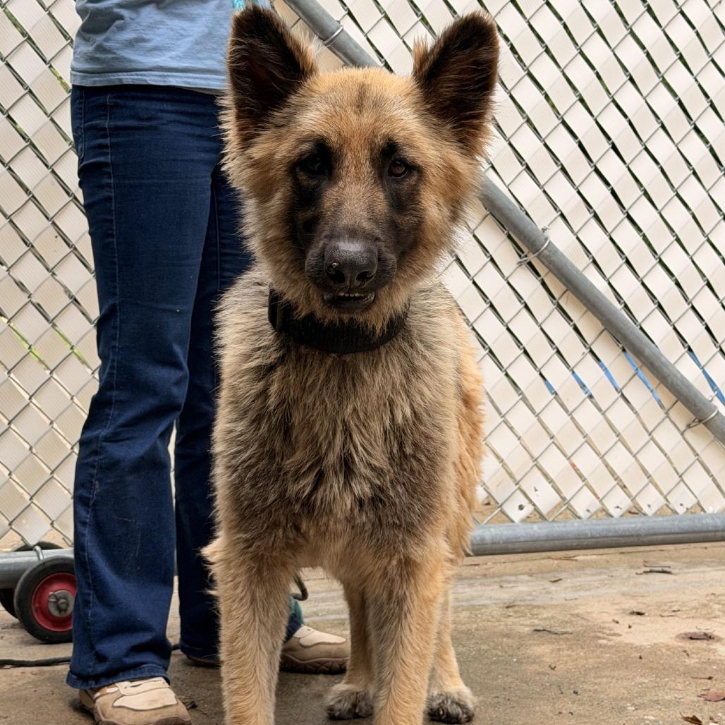 Enlarge Storm, a Adoptable German Shepherd Dog in Columbus, NC image 3/6