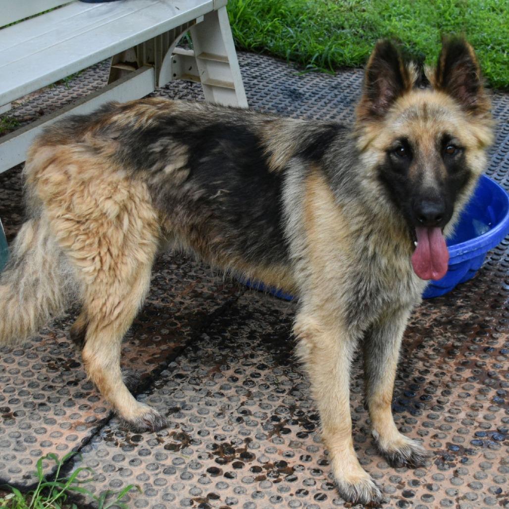 Enlarge Storm, a Adoptable German Shepherd Dog in Columbus, NC image 4/6