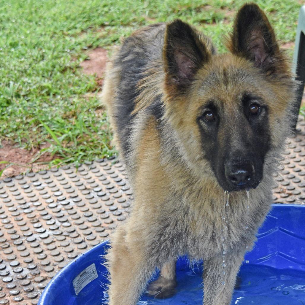 Enlarge Storm, a Adoptable German Shepherd Dog in Columbus, NC image 5/6