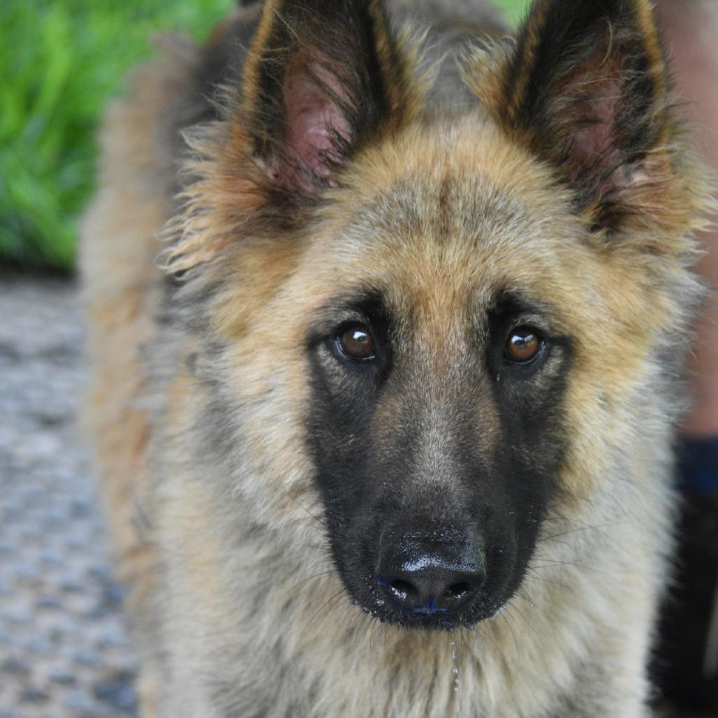 Enlarge Storm, a Adoptable German Shepherd Dog in Columbus, NC image 6/6