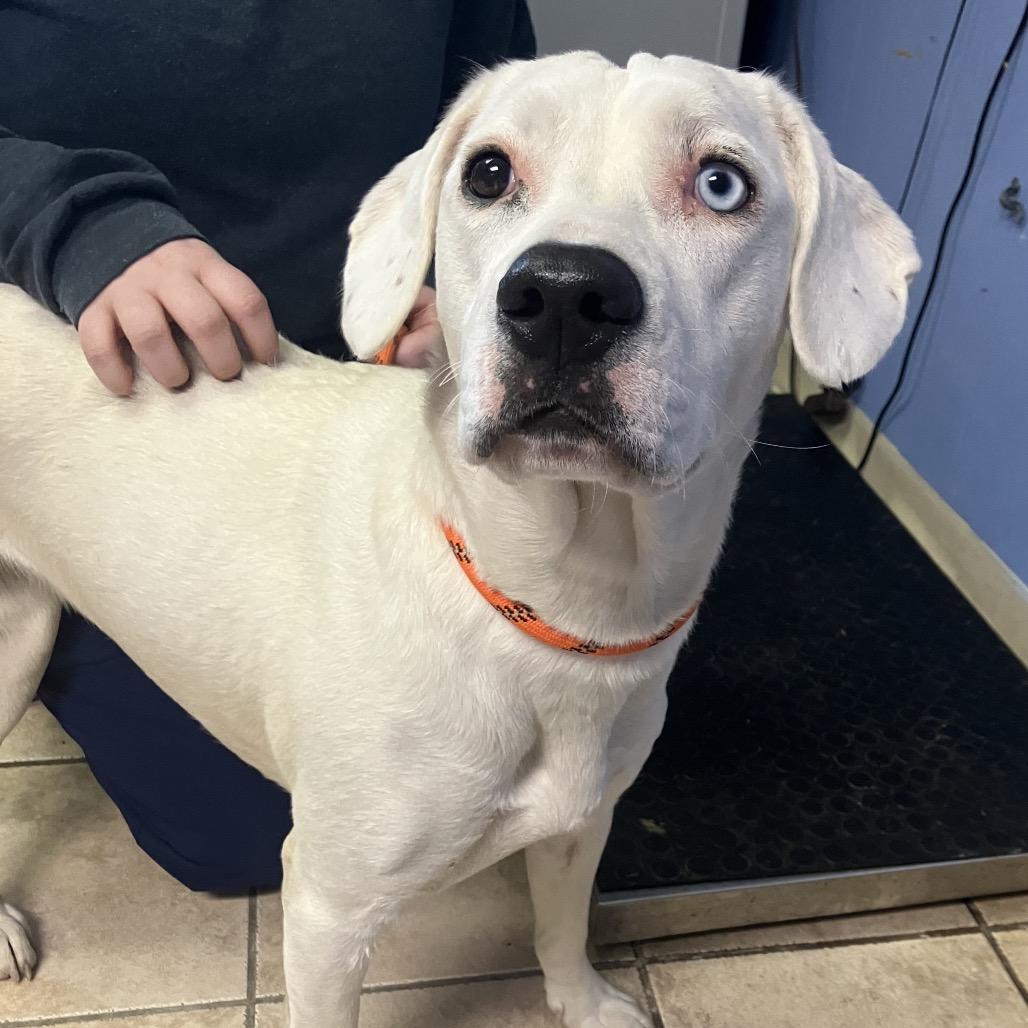 Enlarge Harlow Graham, a ADOPTABLE Mixed Breed in Cape Girardeau, MO image 2/2