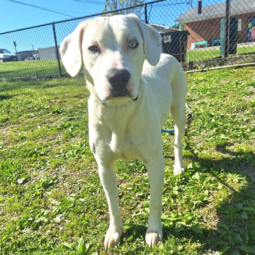 Enlarge Harlow Graham, a ADOPTABLE Mixed Breed in Cape Girardeau, MO image 1/2