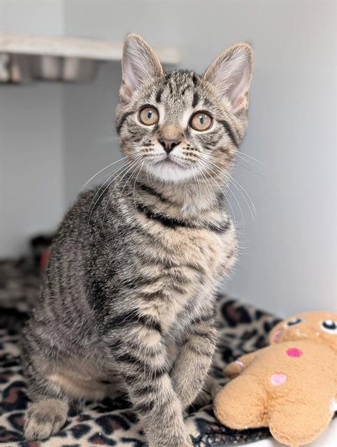 Enlarge HONEY NUT, a Adoptable Domestic Short Hair in Canfield, OH image 1/1