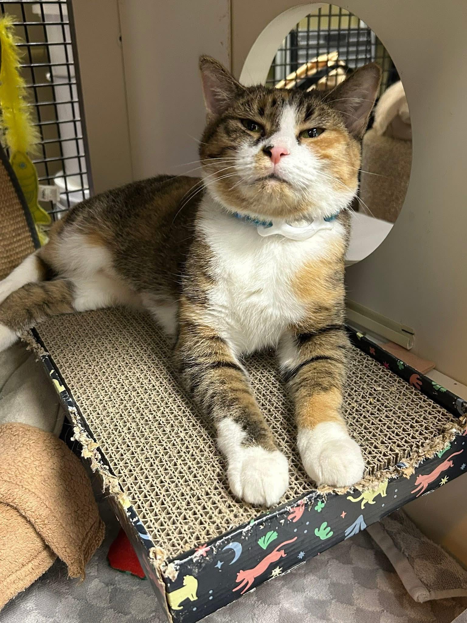 Cornelia , ADOPTABLE, Adult Female Domestic Short Hair.