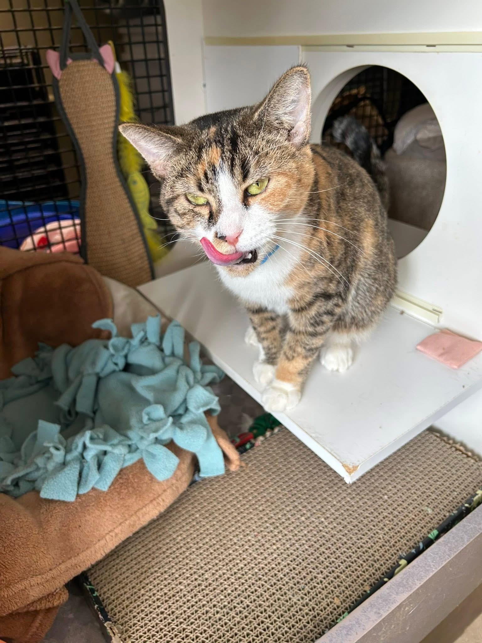 Cornelia , a ADOPTABLE Domestic Short Hair in Bensalem, PA image 2/4