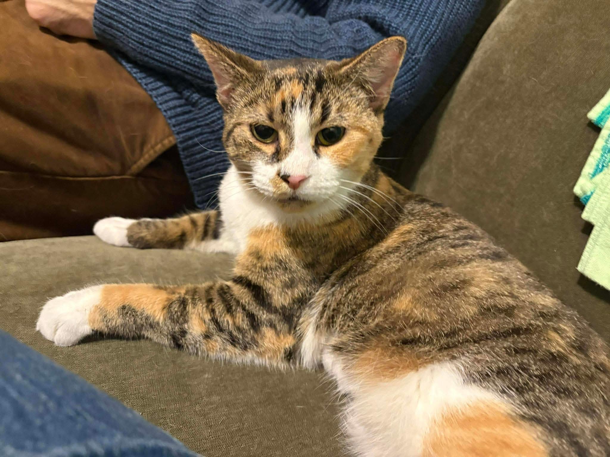 Cornelia , a ADOPTABLE Domestic Short Hair in Bensalem, PA image 4/4