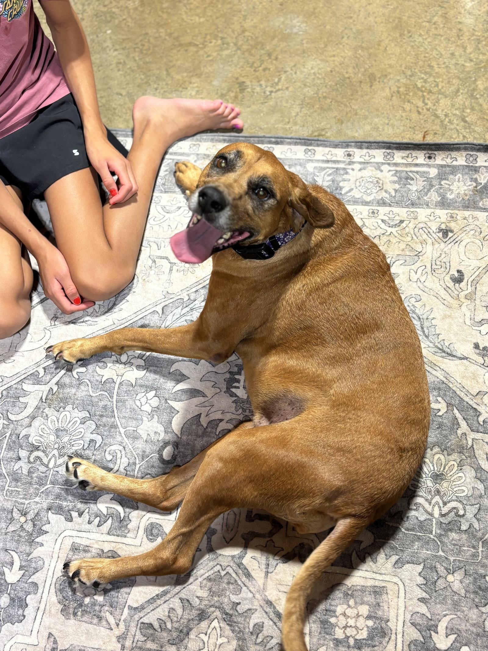 Enlarge Nikka, a Adoptable Redbone Coonhound in Mattoon, IL image 1/2
